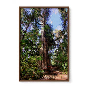 Tofino Giant Cedar - Oil Painting Print