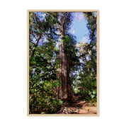 Tofino Giant Cedar - Oil Painting Print