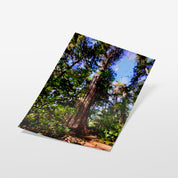 Tofino Giant Cedar - Oil Painting Print